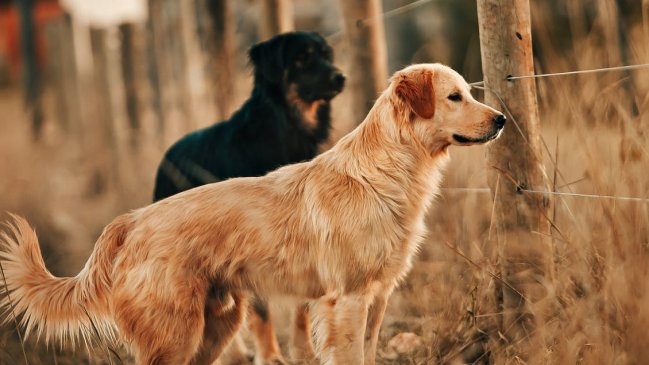 ¿Tienen moral los animales?