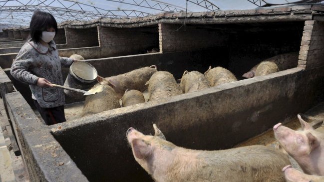  FAO advierte amenaza por propagación de la peste porcina en Asia  