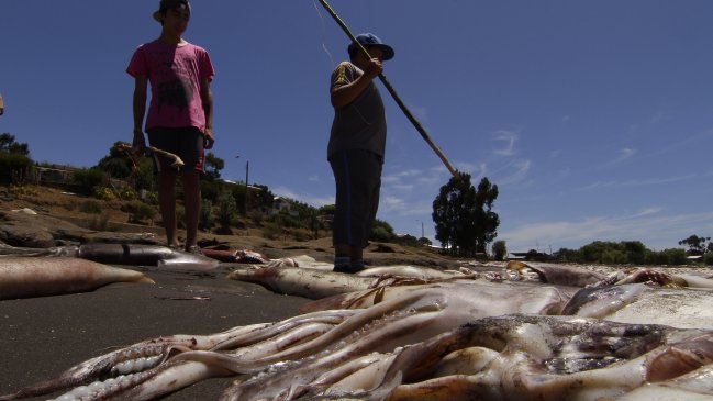 Pesca industrial y bloque artesanal piden al Congreso retrasar ley de la jibia