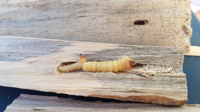 O'Higgins: Interceptan plaga en pallets de embalaje provenientes de China