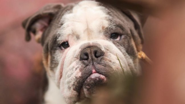 Encuentran 80 animales en 