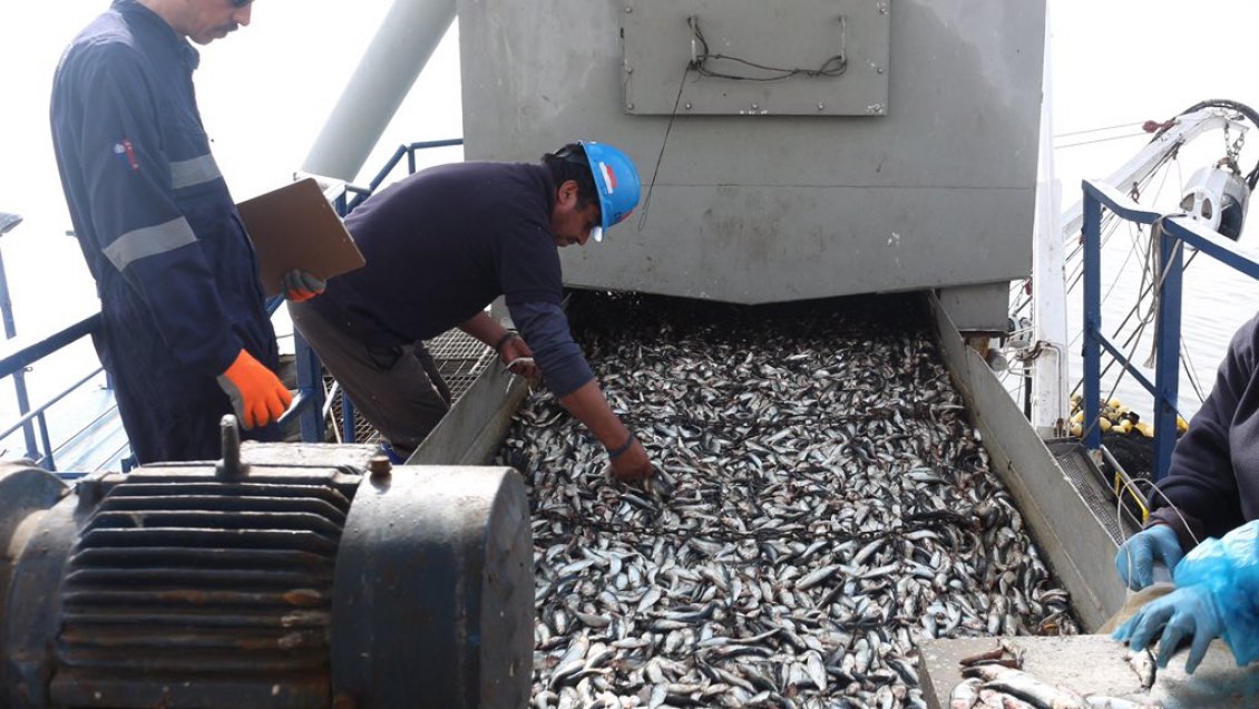 Sernapesca aumenta dotación de fiscalizadores en la zona sur del país