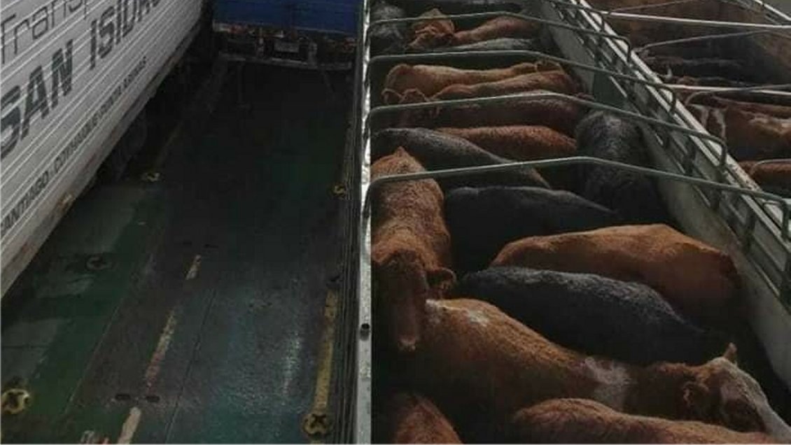 Aumentaron a 42 los animales muertos en embarcación encallada en Aysén