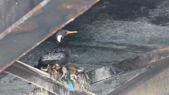 ONG catastró desechos usados en construcción de nidos de aves en Mejillones