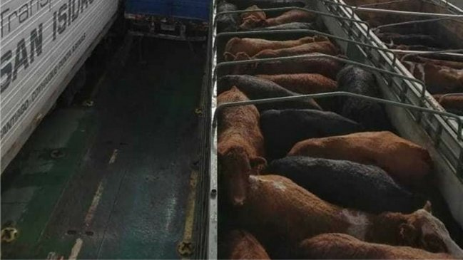 Aumentaron a 42 los animales muertos en embarcación encallada en Aysén