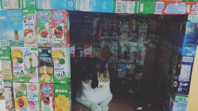 El aplaudido gesto de una joven que armó casa para animales con cajas de jugo y leche
