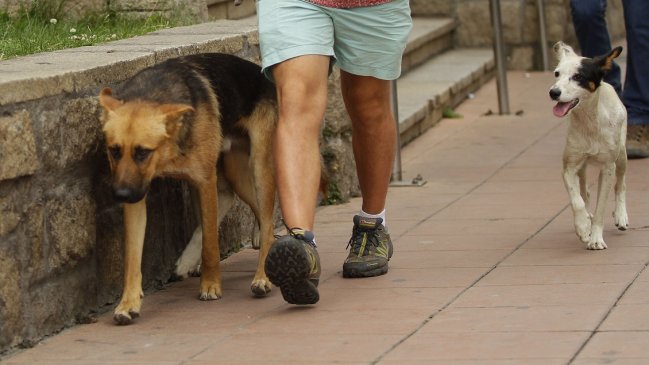 Vecinos denuncian que alguien se come los perros y gatos en Valparaíso