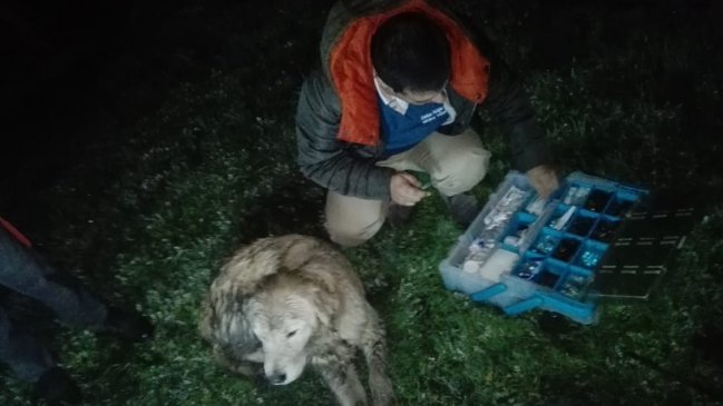 Denuncian envenenamiento de una docena de perros en Hualpén