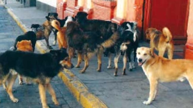  Mordeduras de perros callejeros bordean las 500 en lo que va del año  