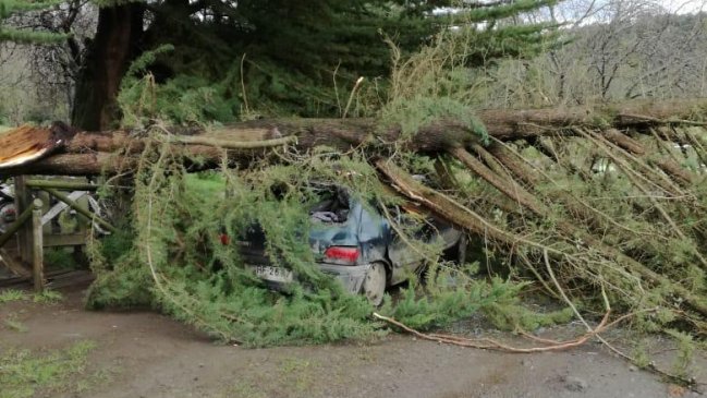 Mini-tornado causó daños en un galpón y destruyó un automóvil tras arrancar un árbol