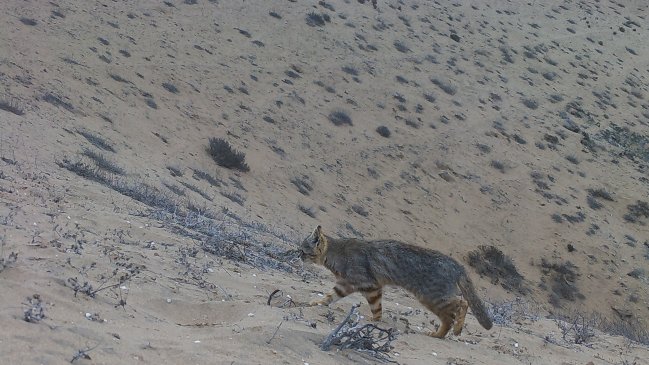 Avistan gato colocolo mediante cámaras trampa en Llanos de Challe