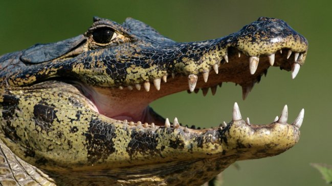 Policía de EE.UU. asegura que tirar drogas por el inodoro puede crear 