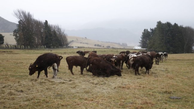 Con éxito concluyó rescate de animales desde motonave varada en Aysén