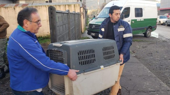 Autoridades capturan parte de jauría que atacó a vecinos en Concepción