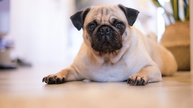 Dramático rescate de perrito en La Florida: Dueños lo hicieron adicto a marihuana y alcohol