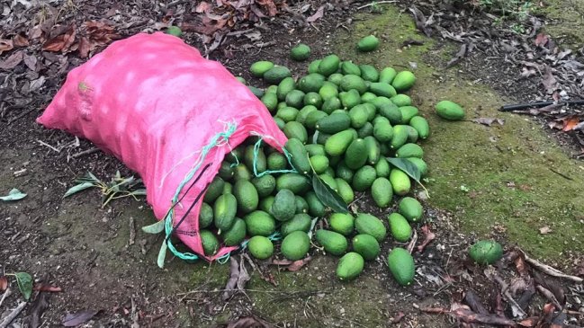 Hijuelas: Gremio agrícola solicitará abrir nuevo foco investigativo por reiterados robos de palta