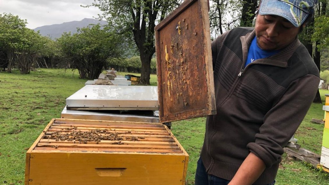 Estudio arroja que tres comunas del Biobío cuentan con miel única en el mundo