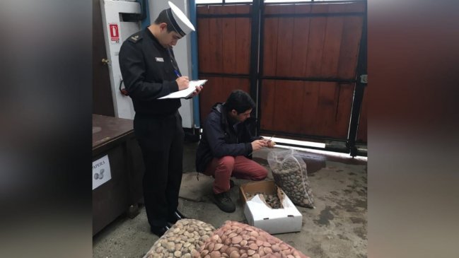 Incautan 152 kilos de recursos marinos en Ancud