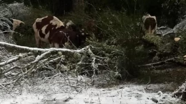 Nieve causa estragos en la zona cordillerana de Llanquihue