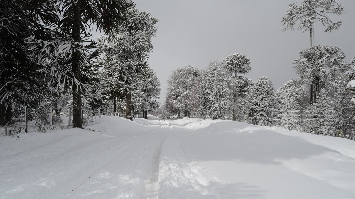 Ocho mil personas sin energía eléctrica y 900 familias aisladas en Lonquimay por nevadas