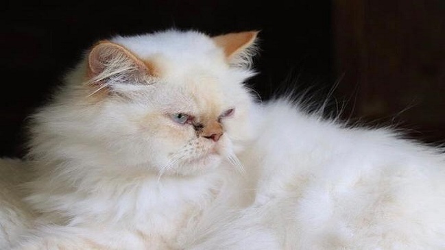 Caso de gato persa himalayo asesinado por perros vagos llegó a la Corte Suprema