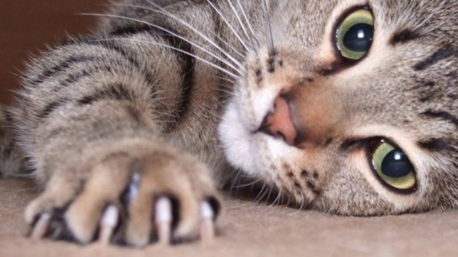 Por qué no se deben extraer las garras a los gatos