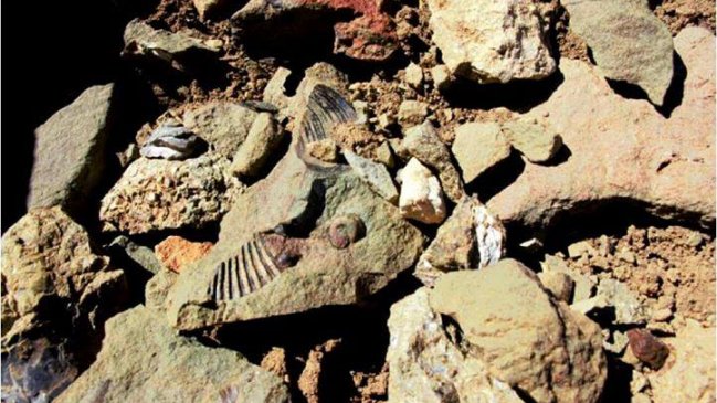 Declaran sobreseimiento en investigación de patrimonio fósil en Aysén
