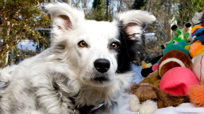 A los 15 años murió el perro 
