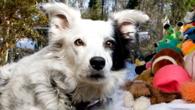 A los 15 años murió el perro 