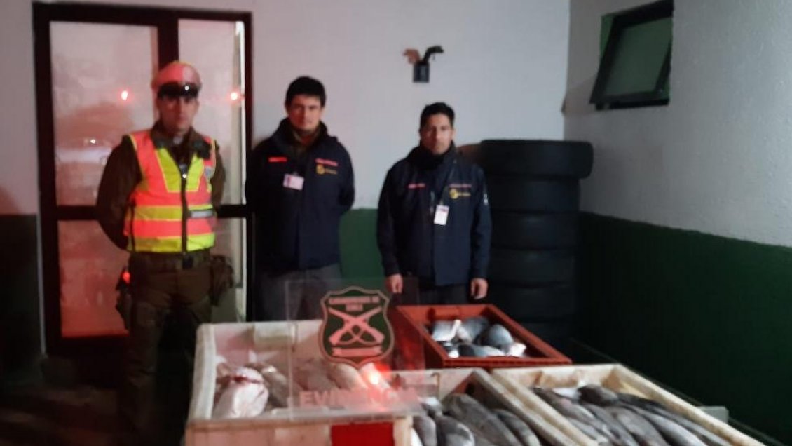 Decomisan dos toneladas de productos del mar transportados sin cadena de frío