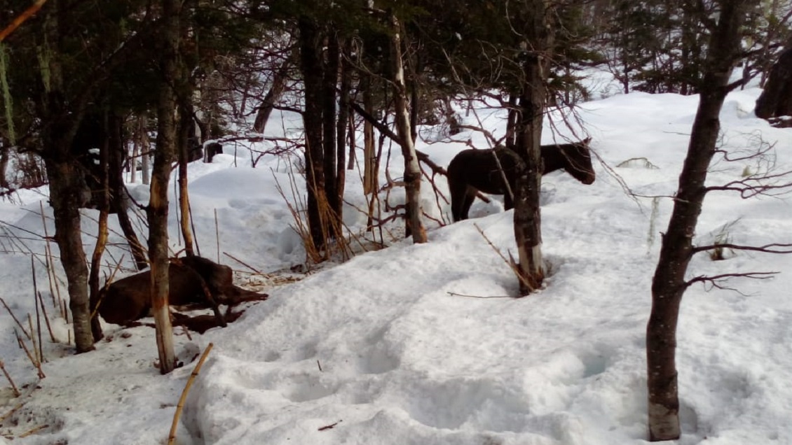 Pequeños agricultores de Alto Biobío sufren muerte de animales por inanición ante falta de forraje