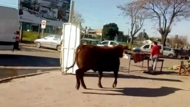 Toro se escapó de un matadero y embistió a una mujer en Argentina