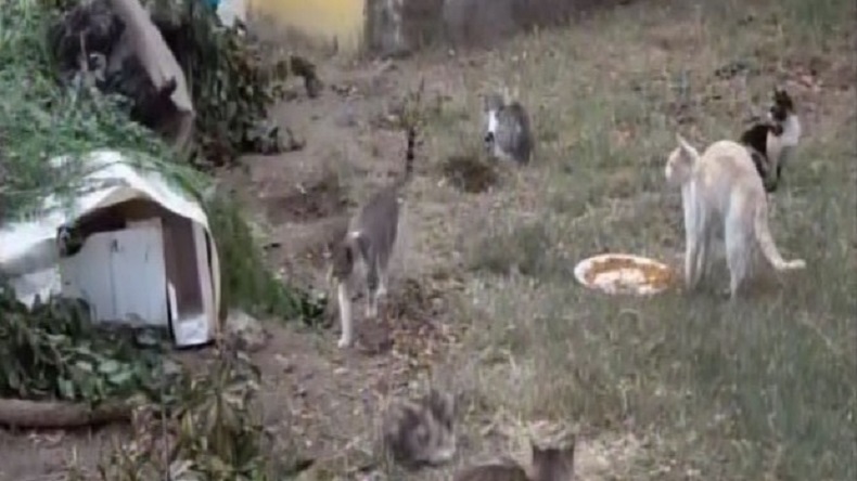 Denuncian brutal maltrato animal: Nueve gatos fueron quemados con gasolina en un refugio