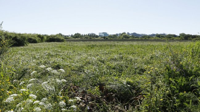 Alcaldesa de Hualpén denunció a concejales por tráfico de influencias tras 