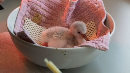 Flamenco chileno bebé es la gran atracción de zoológico en EE.UU.