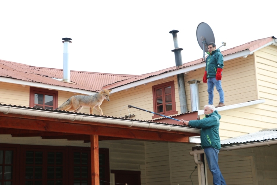 Rescatan vivo a un zorro culpeo desde el techo de una vivienda en Río Bueno