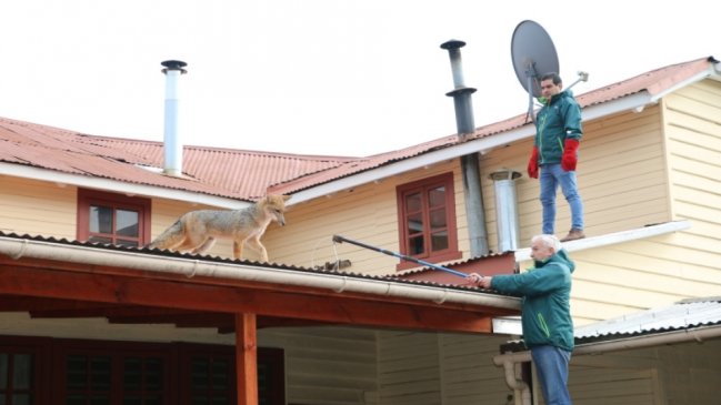 Rescatan vivo a un zorro culpeo desde el techo de una vivienda en Río Bueno