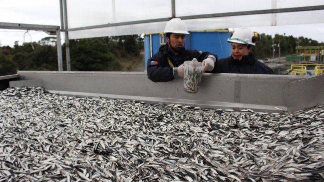 Los Lagos: Sernapesca comenzó certificación oficial de desembarques pesqueros