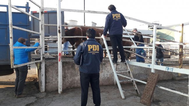 PDI descubrió matadero clandestino en Pichidegua