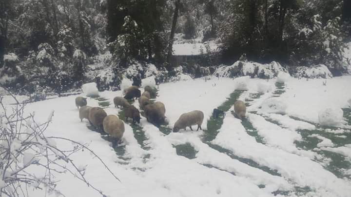 Empresa privada donó 7.500 kilos de alimentos para animales afectados por nevazones en Cochamó