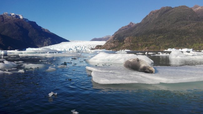 Organización ambiental acusa incoherencia del Gobierno por protección de glaciares