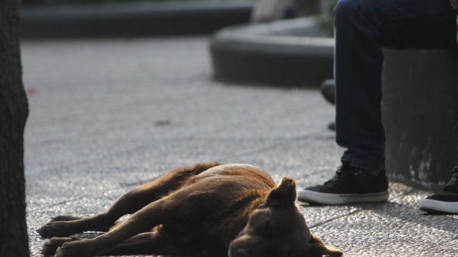 Perro fue atropellado y su amo lo sacrificó frente a sus vecinos