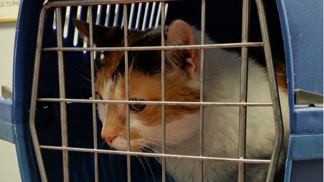 Los altos costos y requisitos para poder volar con mascotas