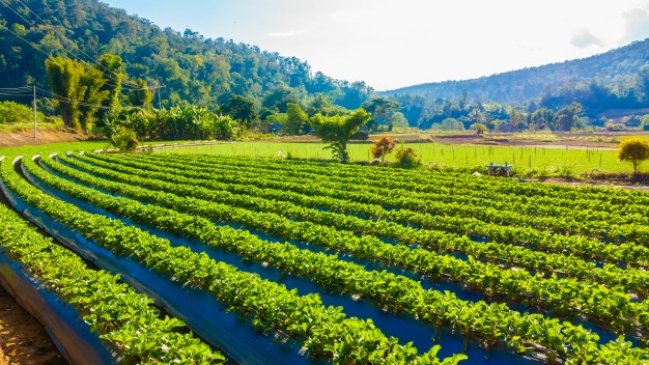 Maule: Más del 80% de las empresas frutícolas no tiene conectividad digital en sus huertos