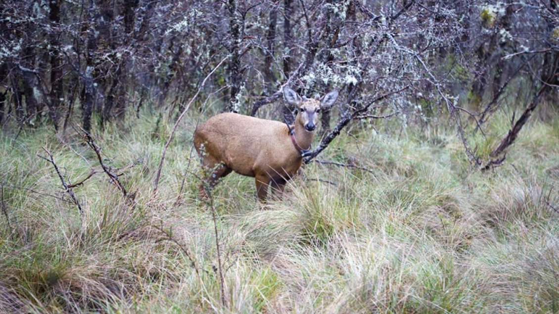 Dos huemules fueron reintroducidos a su hábitat natural