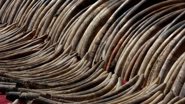 Singapur prohibió el comercio de marfil tras incautar nueve toneladas de colmillo