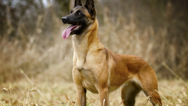 Alcalde de Quillota entregará perros a mujeres víctimas de violencia