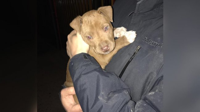 PDI recupera perro robado desde vivienda en Rancagua: Fue avaluado en más de un millón de pesos