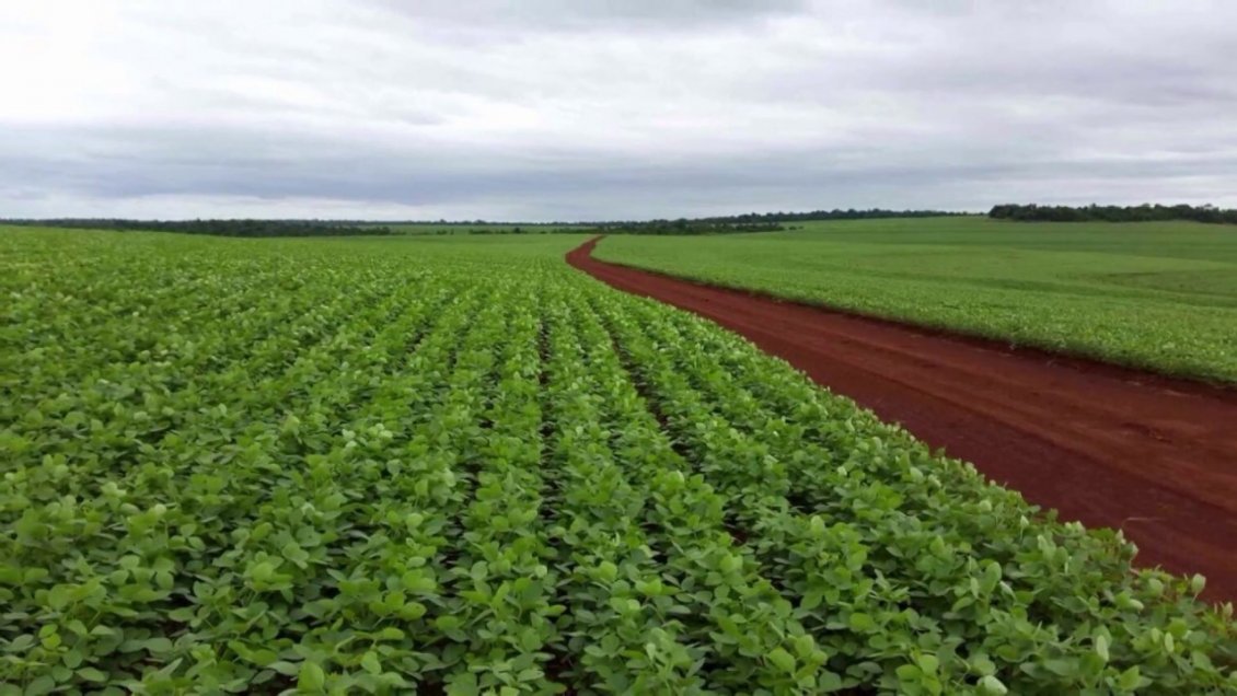 ONU acusa a Paraguay de violar derechos humanos al no controlar fumigaciones