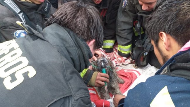 Iquique: Incendio afectó a cuatro casas y obligó a reanimar a un perrito